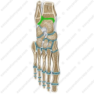 Ankle joint (art. talocruralis)